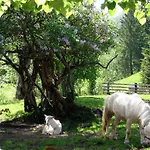 Bio Naturhof Ottingerhof *