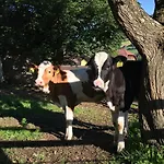 Bad Kleinkirchheim Bio Naturhof Ottingerhof *