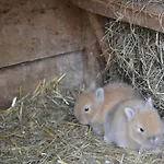 アパート Bio Naturhof Ottingerhof *