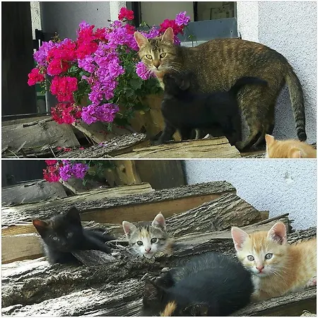 アパート Skihomes Ottingerhof In -ski Out バド クラインキルヒハイム