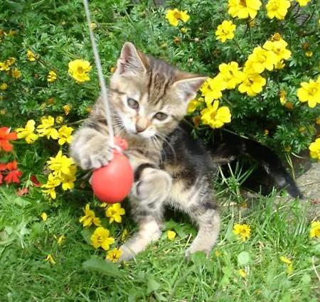 Skihomes Ottingerhof In -ski Out *