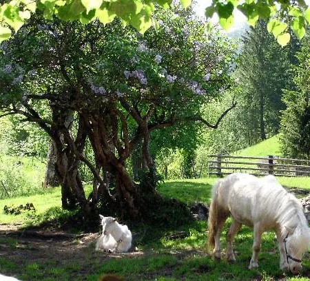 Bad Kleinkirchheim Bio Naturhof Ottingerhof *