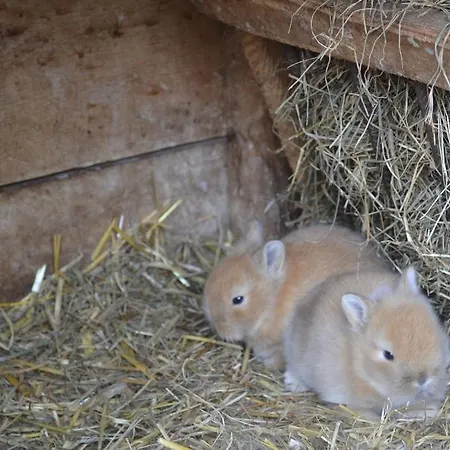 アパート Skihomes Ottingerhof In -ski Out *